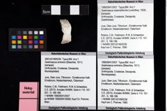 Foto (Objket + Etiketten) von Gastrosacus tuberosiformis (Lorenthey, 1929) 